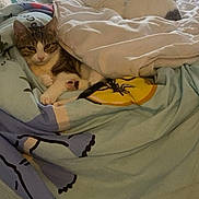 Nina a rejoint le concours — aidez-le/la à gagner de superbes lots ! cat, bed, blanket, sheet, indoor, window, animal_print, furniture, cozy, resting, cute, pet, domestic_animal, tabby_cat, white_cat, room, decor, soft_light, relaxation, home