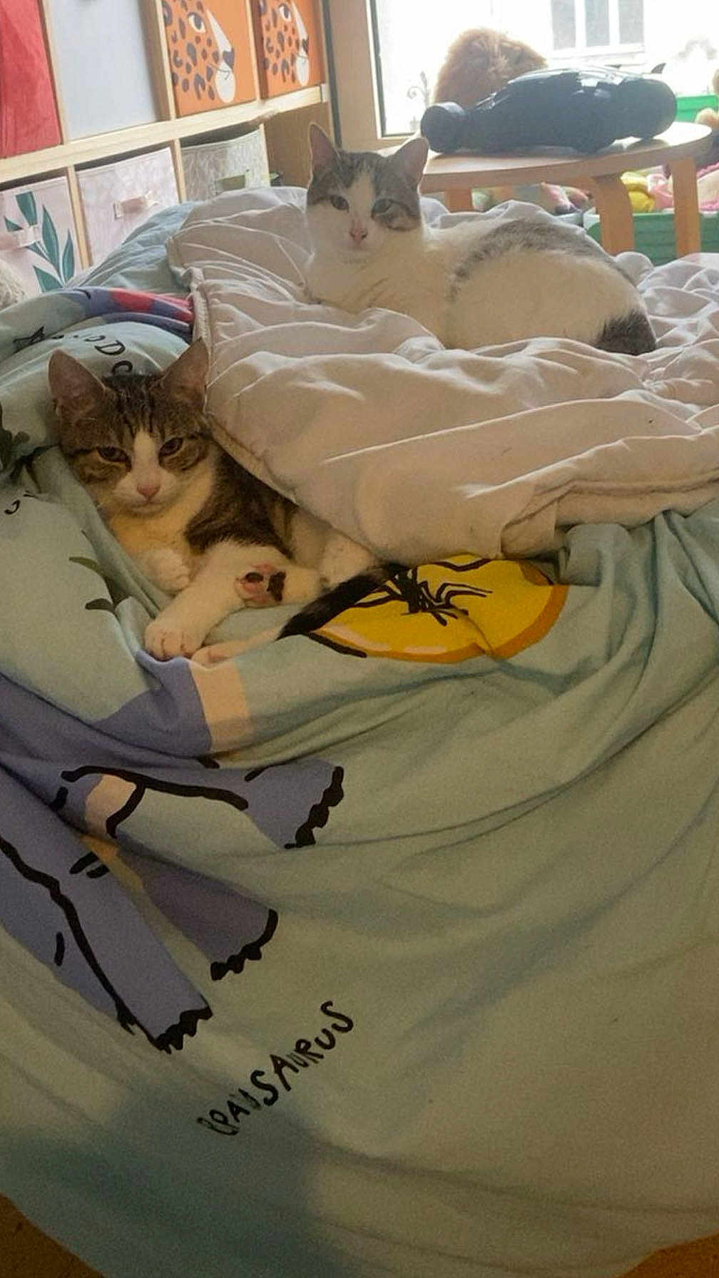 Nina a rejoint le concours — aidez-le/la à gagner de superbes lots ! cat, bed, blanket, sheet, indoor, window, animal_print, furniture, cozy, resting, cute, pet, domestic_animal, tabby_cat, white_cat, room, decor, soft_light, relaxation, home