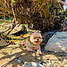 dog, small_dog, outdoor, sand, tree_roots, rocks, sunlight, shade, water, nature, tongue_out, happy, canine, pet, green_harness, playful, sunny_day, relaxed, forest, riverbank