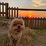 Hestia participe au concours pour gagner de l'argent avec cette photo : dog, sunset, grass, fence, outdoor, pet, happy, tongue_out, nature, sky, sun, animal, small_dog, brown_fur, field, evening, scenic, cute, portrait, canine