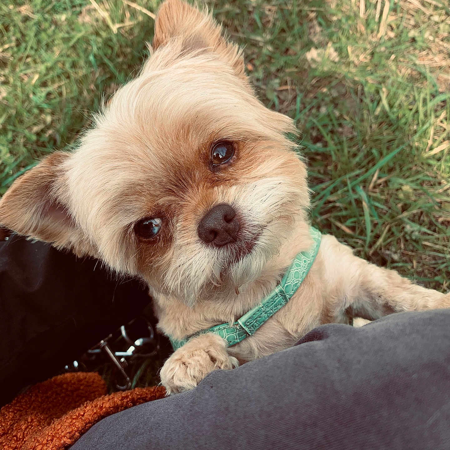 Hestia a rejoint le concours — aidez-le/la à gagner de superbes lots ! dog, small_dog, fur, collar, grass, outdoor, pet, cute, animal, looking_up, paws, brown_fur, close_up, portrait, companion, nature, resting, friendly, canine, pet_accessory