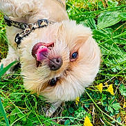 Hestia a rejoint le concours — aidez-le/la à gagner de superbes lots ! dog, grass, yellow_flowers, outdoor, pet, happy, playful, tongue_out, fluffy, nature, greenery, canine, closeup, animal, summer, sunlight, cute, lying_down, fur, collar