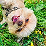 dog, grass, yellow_flowers, outdoor, pet, happy, playful, tongue_out, fluffy, nature, greenery, canine, closeup, animal, summer, sunlight, cute, lying_down, fur, collar