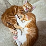 adorable, animal, blanket, cat, companion, cozy, cuddle, cute, friendship, fur, indoor, kitten, nap, orange_cat, paw, pet, resting, sleeping, soft, white_cat