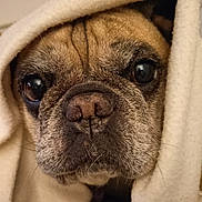 Nut'S a rejoint le concours — aidez-le/la à gagner de superbes lots ! dog, face, close_up, blanket, wrinkles, brown, fur, cute, pet, indoors, portrait, canine, snout, ears, animal, soft, warm, expression, cozy, looking