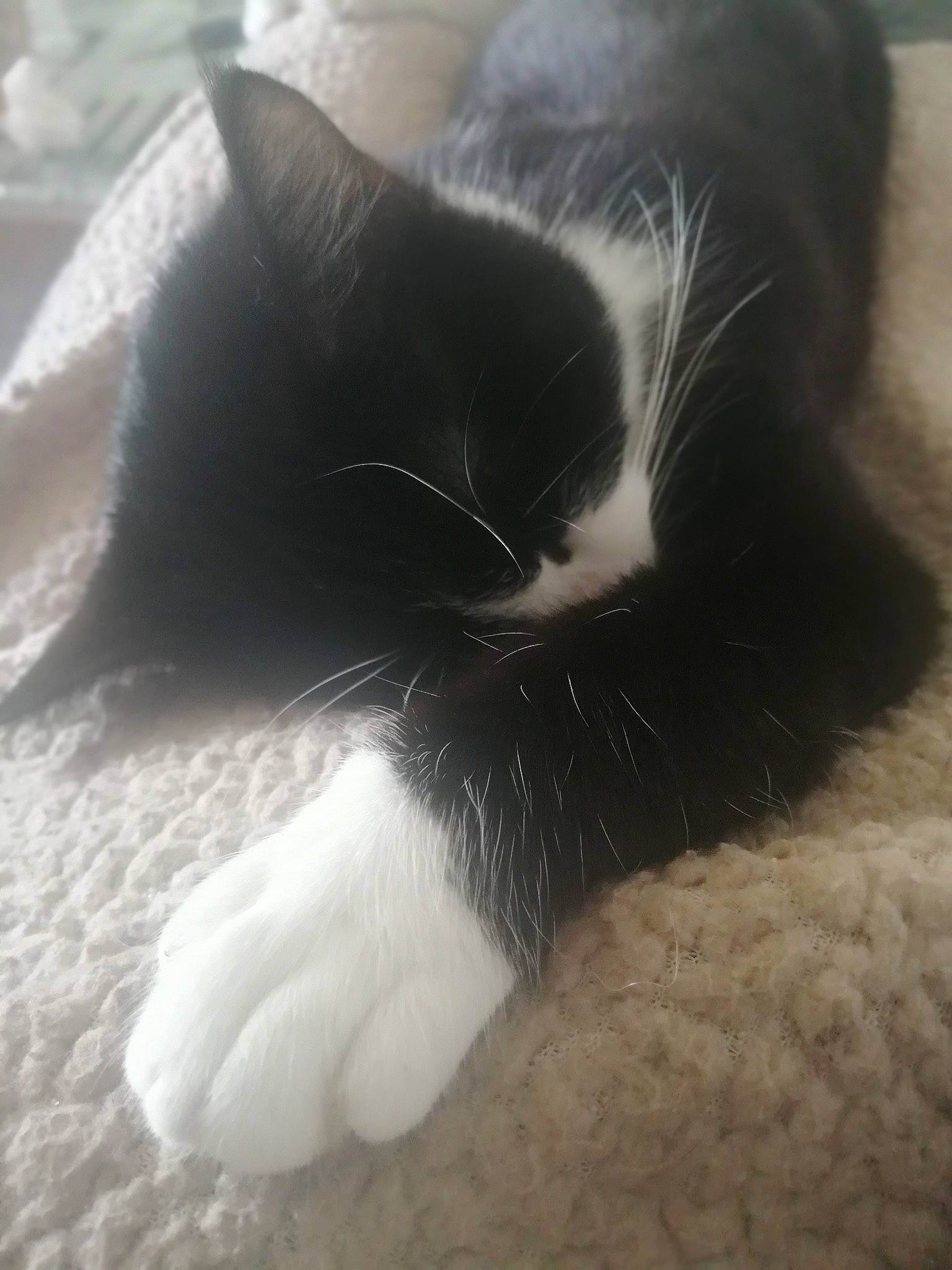 Tacos a rejoint le concours — aidez-le/la à gagner de superbes lots ! carnivore, cat, comfort, domestic_short_haired_cat, eye, felidae, fur, grey, head, human_body, iris, leg, mammal, monochrome_photography, paw, small_to_medium_sized_cats, snout, tail, vertebrate, whiskers