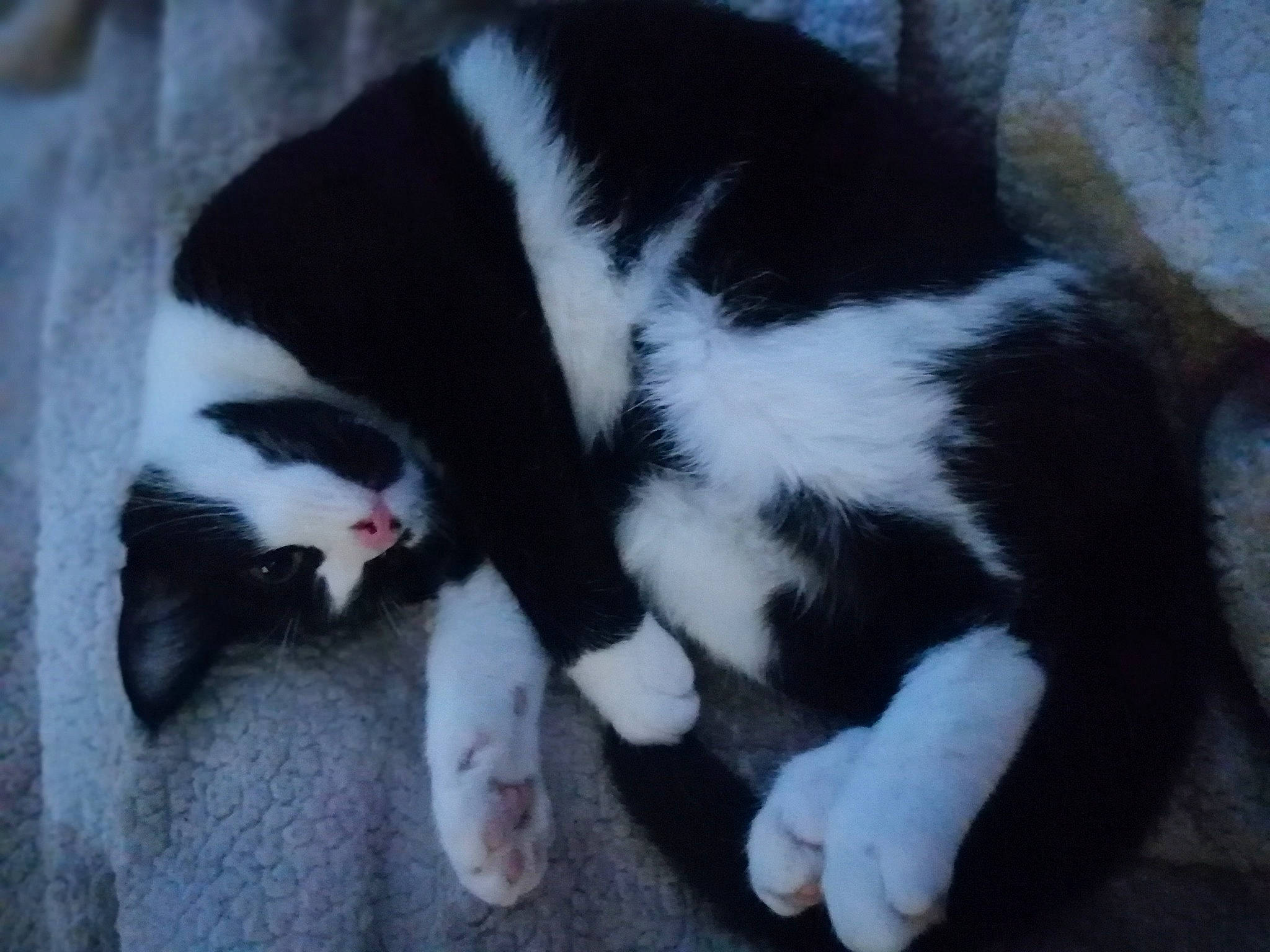 Tacos a rejoint le concours — aidez-le/la à gagner de superbes lots ! canidae, carmine, carnivore, cat, claw, comfort, dog_breed, domestic_short_haired_cat, eye, felidae, fur, nap, paw, sleep, small_to_medium_sized_cats, sporting_group, tail, terrestrial_animal, whiskers