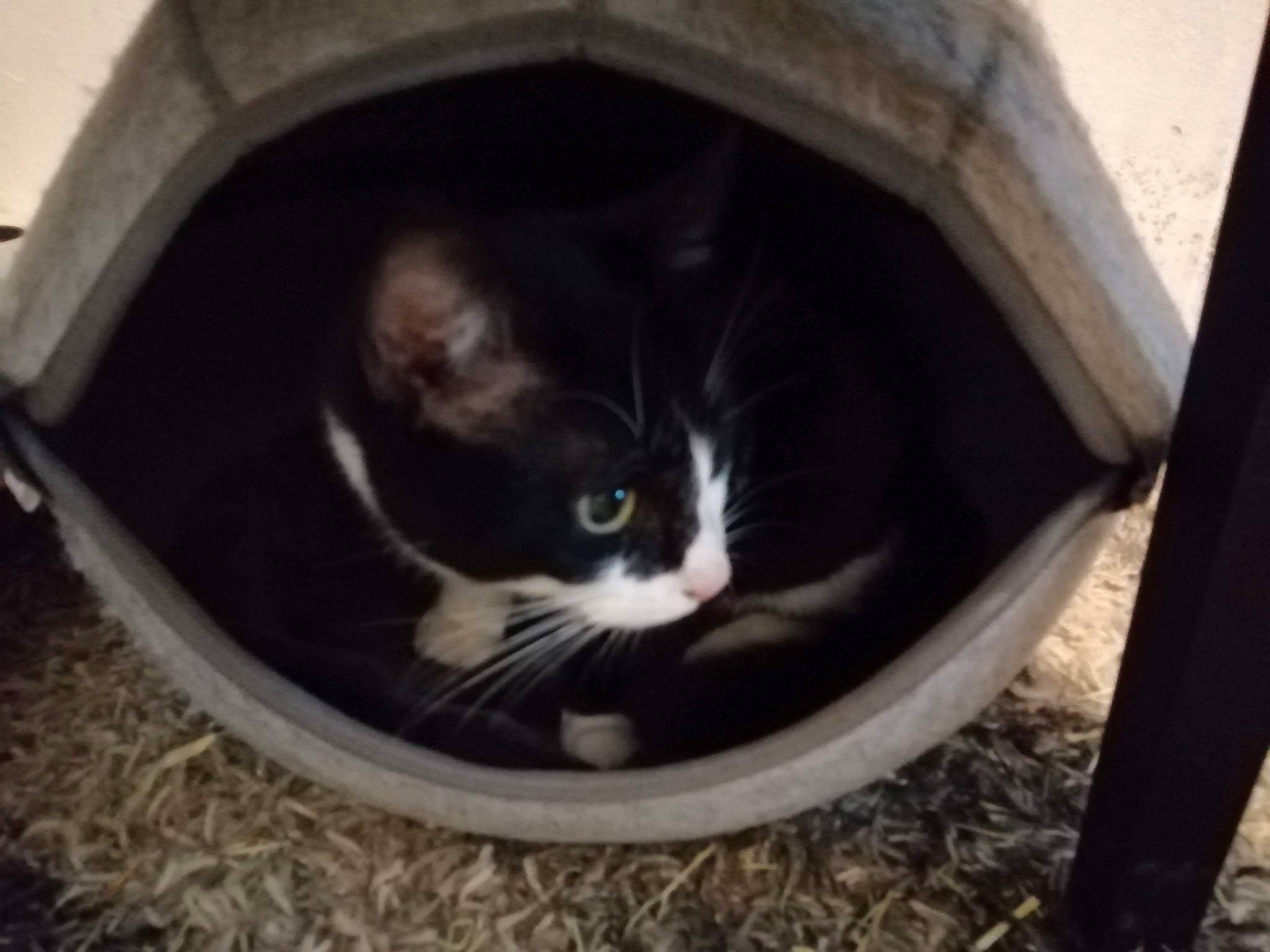 Tacos a rejoint le concours — aidez-le/la à gagner de superbes lots ! automotive_tire, carnivore, cat, cat_supply, comfort, domestic_short_haired_cat, felidae, fender, fur, grass, mammal, pet_supply, rim, small_to_medium_sized_cats, snout, tints_and_shades, vertebrate, whiskers, window, wood