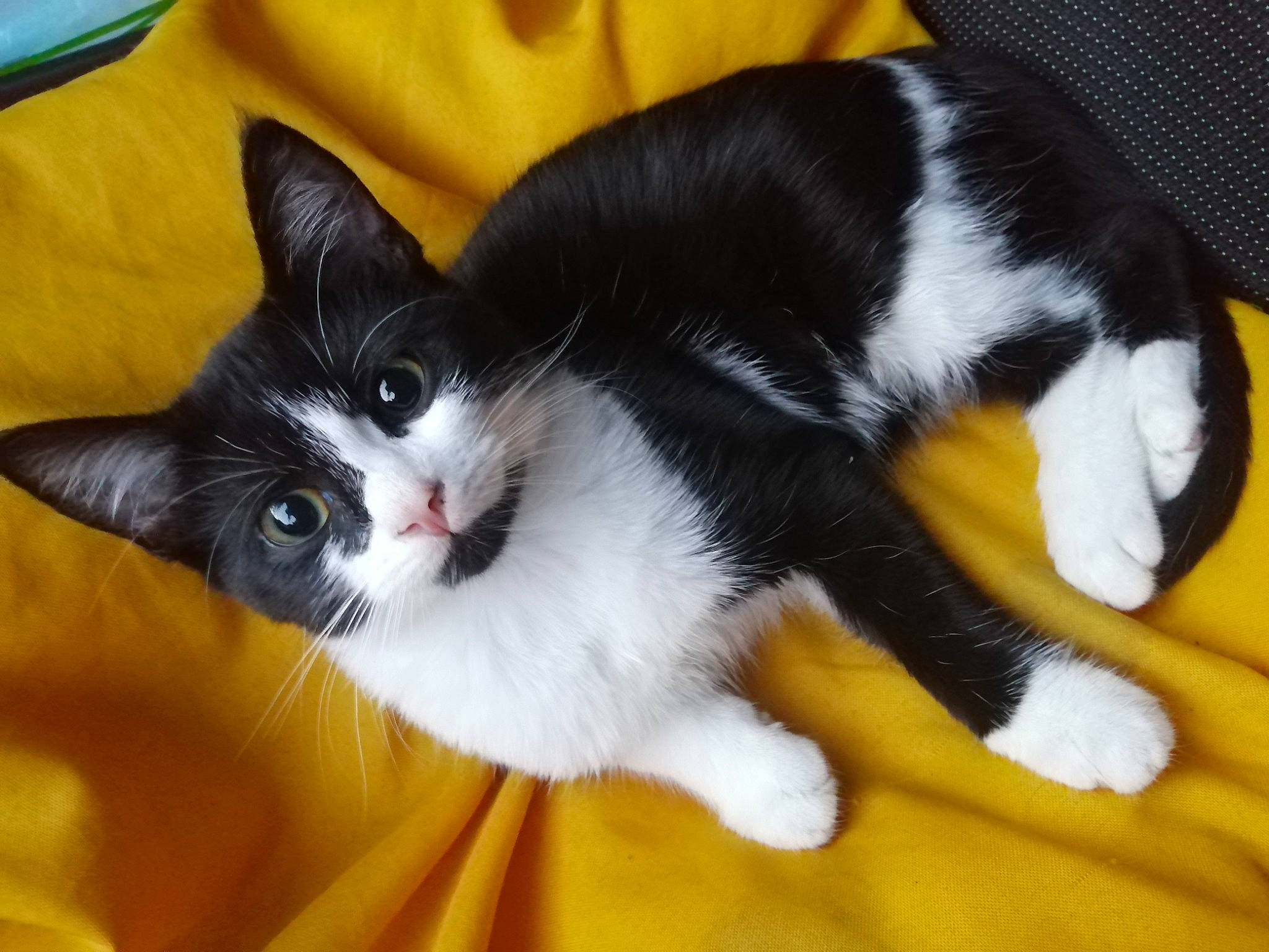 Tacos a rejoint le concours — aidez-le/la à gagner de superbes lots ! carnivore, cat, claw, comfort, domestic_short_haired_cat, felidae, foot, formal_wear, fur, lap, paw, small_to_medium_sized_cats, snout, tail, whiskers, yellow