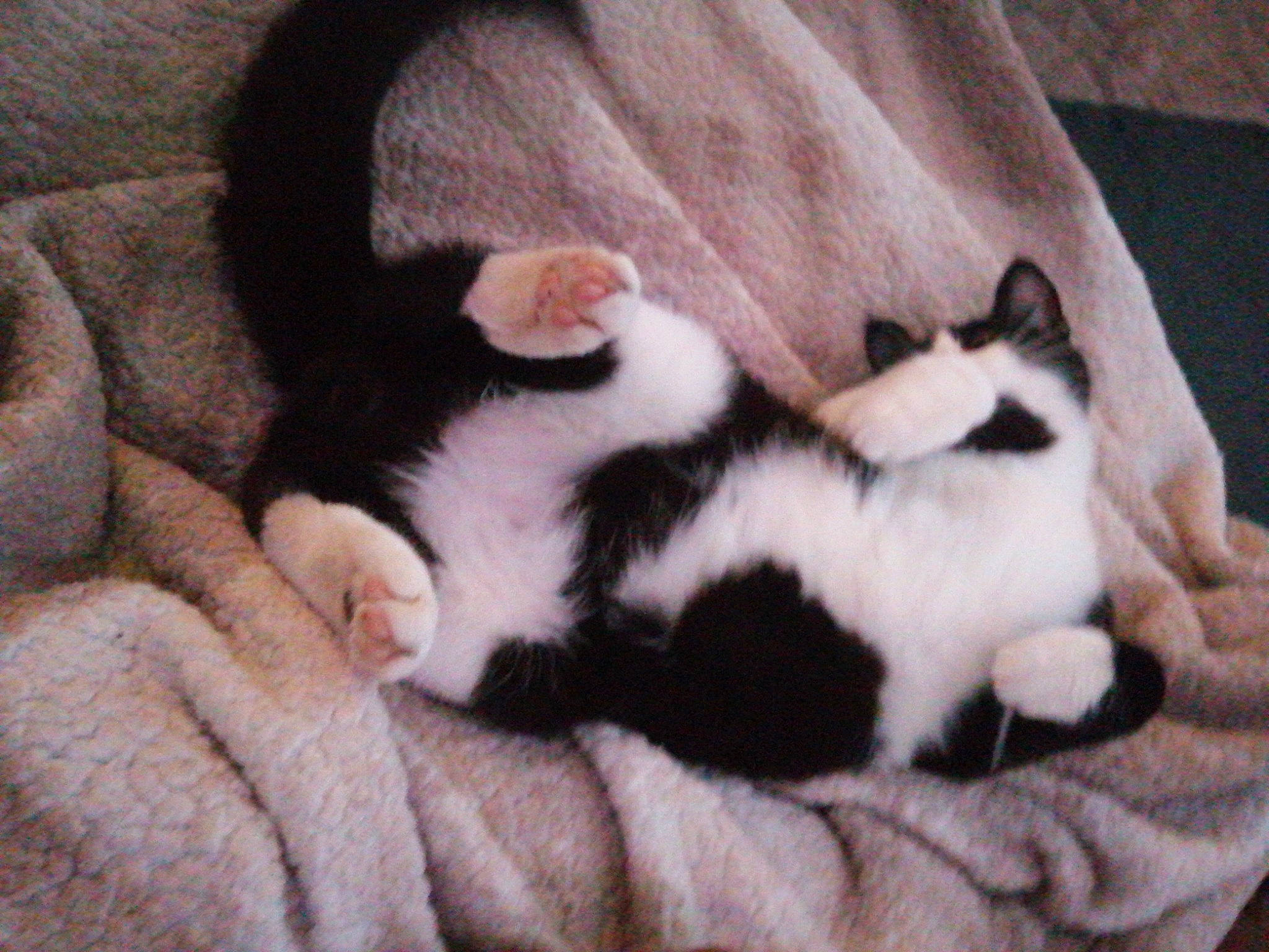 Tacos a rejoint le concours — aidez-le/la à gagner de superbes lots ! carnivore, cat, comfort, companion_dog, dog_breed, fawn, felidae, fur, nap, non_sporting_group, pattern, sleep, small_to_medium_sized_cats, snout, tail, terrestrial_animal, whiskers