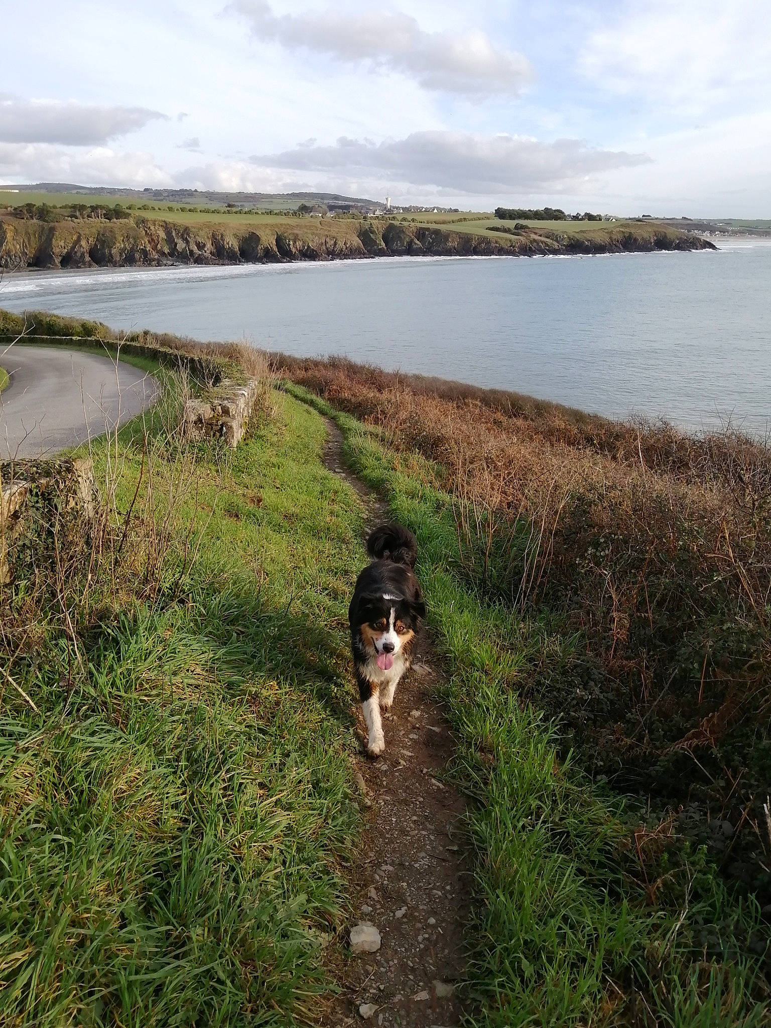 Indja participe au concours pour gagner de l'argent avec cette photo : bank, carnivore, cloud, coastal_and_oceanic_landforms, dog, dog_breed, grass, grassland, horizon, lake, landscape, natural_landscape, plant, shore, sky, tree, water, water_resources, watercourse, waterway