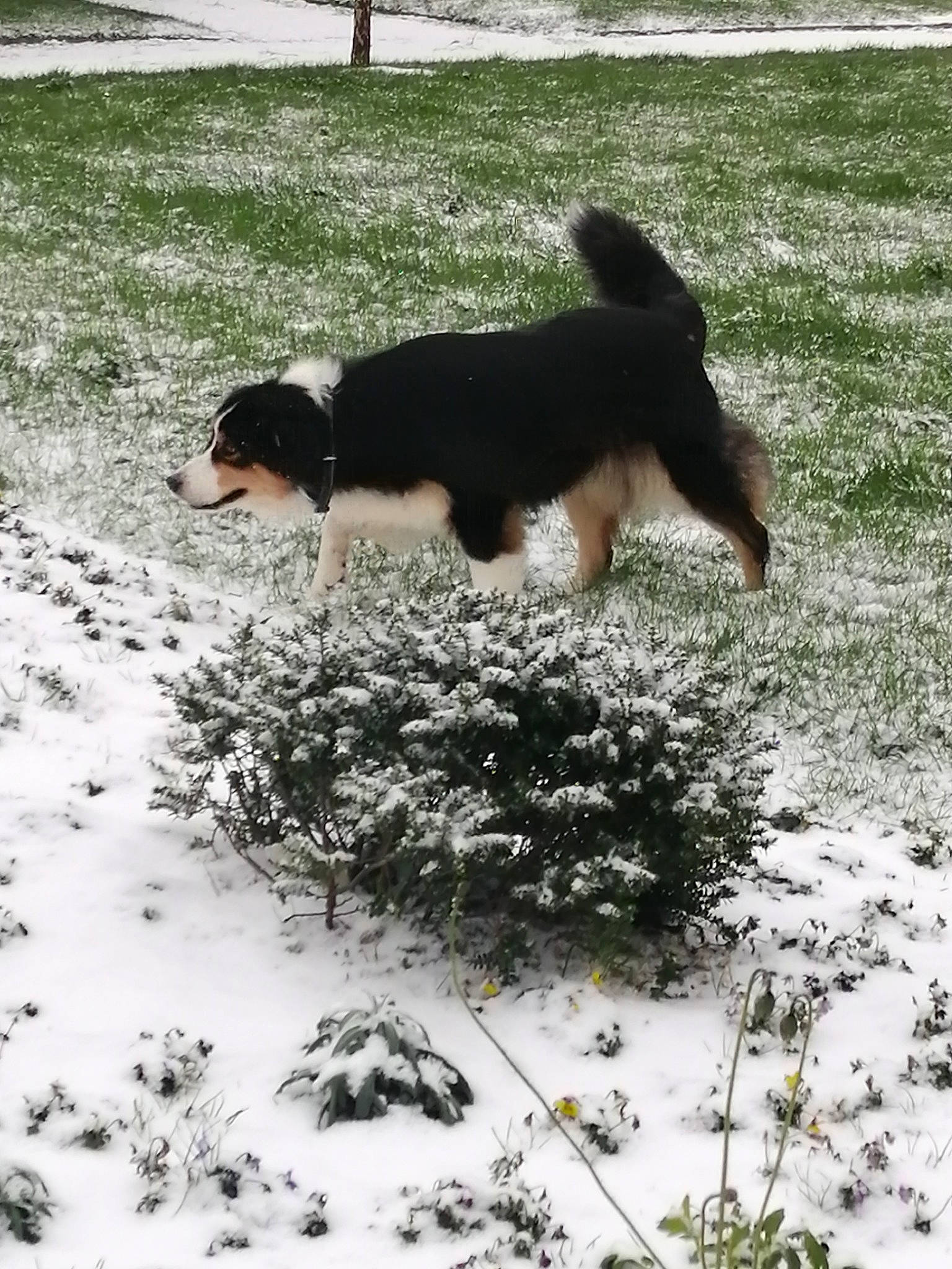 Indja participe au concours pour gagner de l'argent avec cette photo : canidae, carnivore, companion_dog, dog, dog_breed, freezing, fur, grass, groundcover, herding_dog, plant, precipitation, snout, snow, sporting_group, tail, vertebrate, wildlife, winter, working_dog