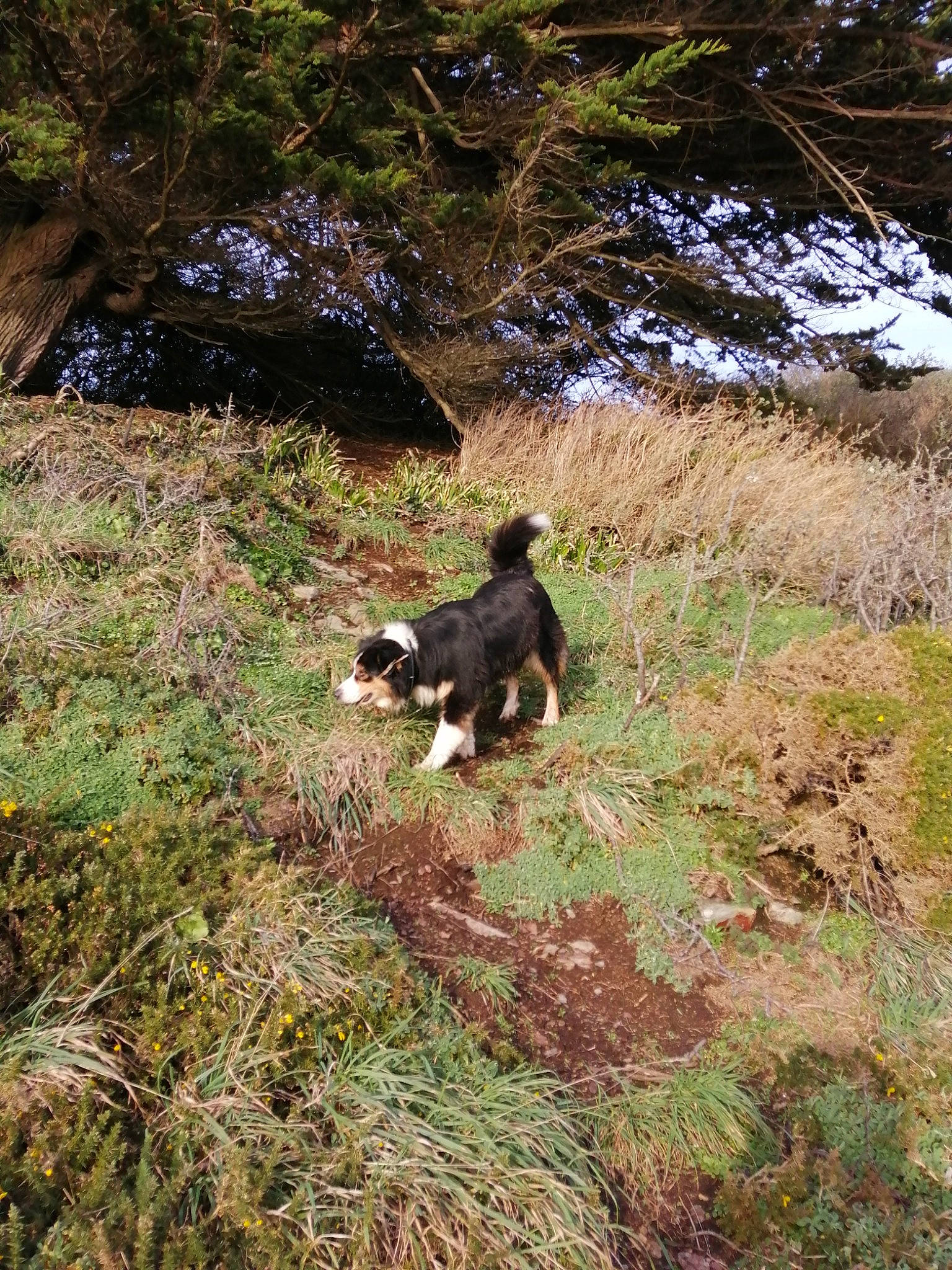 Indja participe au concours pour gagner de l'argent avec cette photo : carnivore, dog, dog_breed, forest, grass, groundcover, landscape, natural_landscape, plant, shrub, shrubland, slope, soil, tail, terrestrial_animal, trail, tree, wildlife, woodland, working_animal