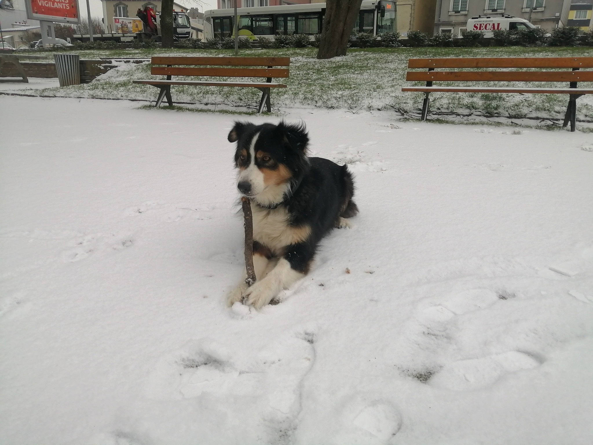 Indja a rejoint le concours — aidez-le/la à gagner de superbes lots ! bench, building, canidae, carnivore, companion_dog, dog, dog_breed, event, freezing, fur, herding_dog, plant, precipitation, snout, snow, sporting_group, window, winter, working_animal, working_dog