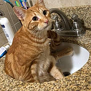 Oliver joined the competition — help win amazing prizes! cat, orange_tabby, tabby, pet, sink, bathroom, faucet, countertop, granite, toothbrush, toothpaste, water_stream, curious, whiskers, paw, close_up, indoor, tile_wall, drinking, sitting