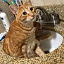 cat, orange_tabby, tabby, pet, sink, bathroom, faucet, countertop, granite, toothbrush, toothpaste, water_stream, curious, whiskers, paw, close_up, indoor, tile_wall, drinking, sitting