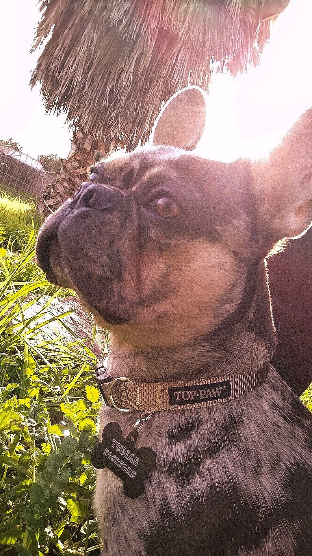 Tobias Rockford is registered to the contest to win money with this photo: dog, french_bulldog, pet, collar, dog_tag, grass, outdoor, sunlight, backlight, portrait, close_up, ears, nose, brindle_coat, plants, palm_tree, snout, eyes, fur, shadow