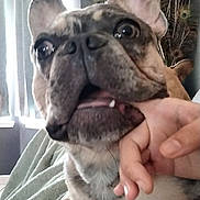 Tobias Rockford joined the competition — help win amazing prizes! dog, french_bulldog, pet, close_up, big_eyes, ears, nose, teeth, tongue, human_hand, blanket, indoor, curtain, peacock_feathers, portrait, playful, cute, mouth, wrinkled_face, cozy