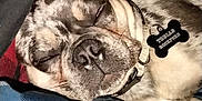 Tobias Rockford joined the competition — help win amazing prizes! dog, sleeping, collar, dog_tag, name_tag, close_up, pet, blanket, bedding, fur, snout, nose, whiskers, brindle_pattern, relaxed, indoor, human_arm, flash, cozy, portrait