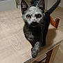 cat, gray_cat, table, wooden_table, kitchen, curious, paw, wide_eyes, indoor, furniture, tile_floor, chair, pet, animal, domestic_animal, looking_at_camera, close_up, face, whiskers, tail