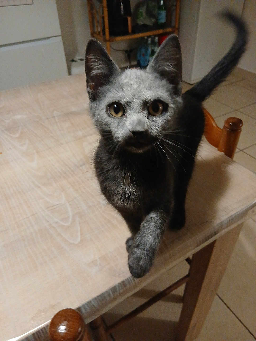 Calimero a rejoint le concours — aidez-le/la à gagner de superbes lots ! cat, gray_cat, table, wooden_table, kitchen, curious, paw, wide_eyes, indoor, furniture, tile_floor, chair, pet, animal, domestic_animal, looking_at_camera, close_up, face, whiskers, tail