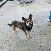 Pascale Rolere a rejoint le concours — aidez-le/la à gagner de superbes lots ! animal, backyard, canine, concrete, curious, daylight, dog, ears_up, fence, grass, greenery, looking_up, nature, outdoor, pet, play_area, scruffy, standing, trampoline, yard