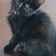 Anémone participe au concours pour gagner de l'argent avec cette photo : kitten, cat, black_cat, pet, animal, furry, cute, young, looking_up, floor, indoor, small, whiskers, ears, eyes, fur, mammal, domestic_animal, sitting, closeup