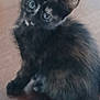 kitten, cat, black_cat, pet, animal, furry, cute, young, looking_up, floor, indoor, small, whiskers, ears, eyes, fur, mammal, domestic_animal, sitting, closeup