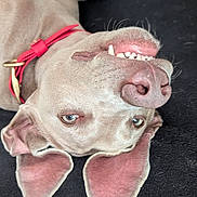 Nox participe au concours pour gagner de l'argent avec cette photo : dog, upside_down, pet, animal, collar, teeth, ears, canine, funny, face, lying_down, closeup, cute, domestic_animal, playful, expression, tongue, pink, nose, fur