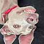 dog, upside_down, pet, animal, collar, teeth, ears, canine, funny, face, lying_down, closeup, cute, domestic_animal, playful, expression, tongue, pink, nose, fur