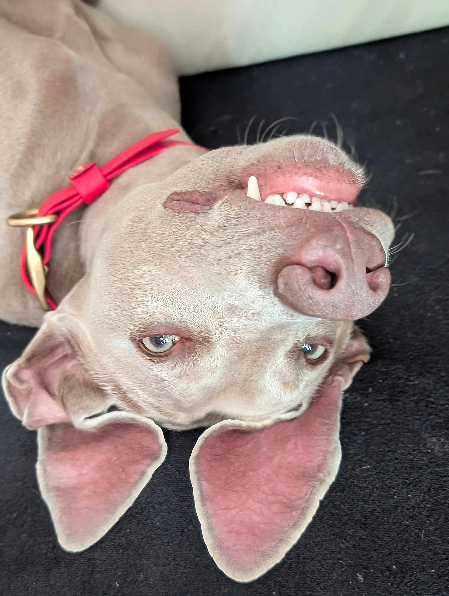 Nox participe au concours pour gagner de l'argent avec cette photo : dog, upside_down, pet, animal, collar, teeth, ears, canine, funny, face, lying_down, closeup, cute, domestic_animal, playful, expression, tongue, pink, nose, fur