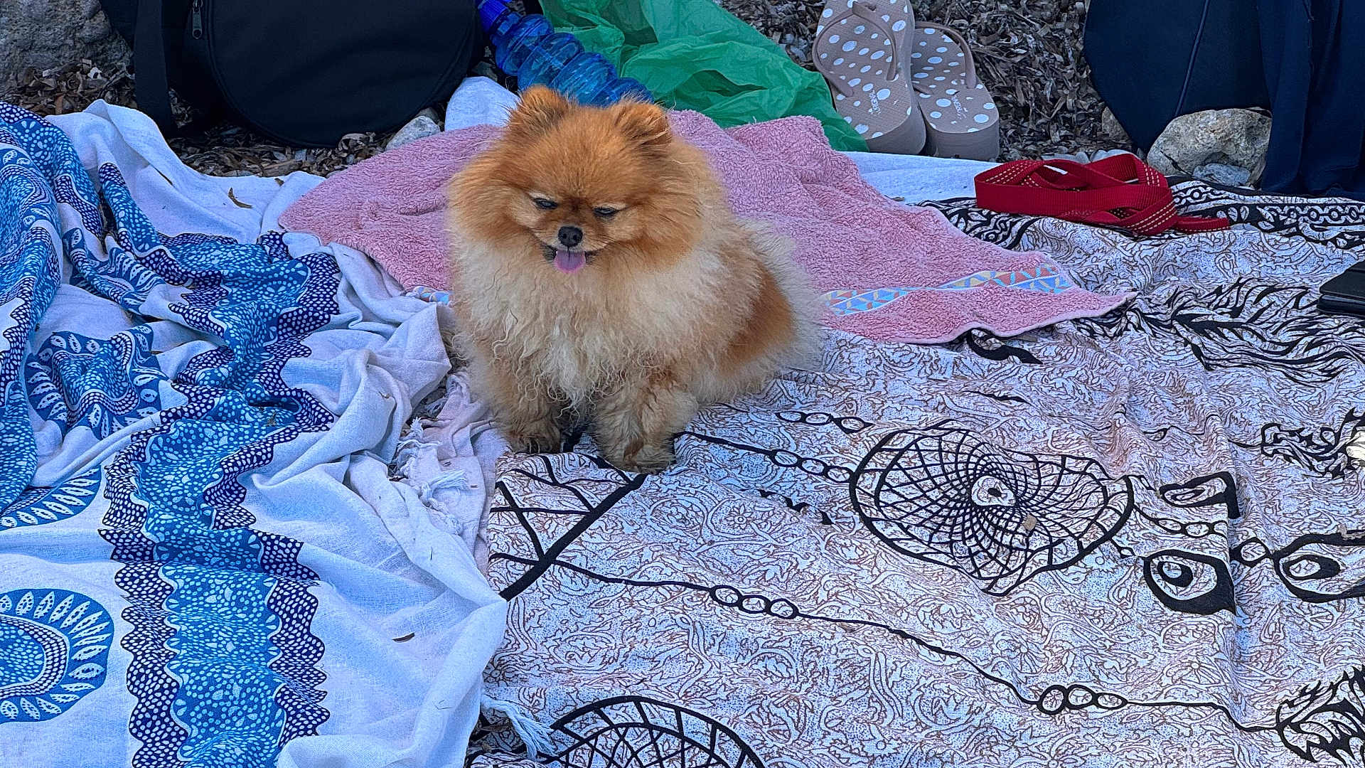 Pinky participe au concours pour gagner de l'argent avec cette photo : dog, pomeranian, fluffy, animal, pet, outdoor, blanket, towel, patterned, tongue_out, relaxed, small_dog, fur, sitting, colorful, nature, summer, footwear, plastic_bottle, leash