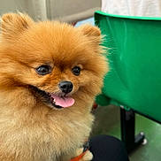 Pinky a rejoint le concours — aidez-le/la à gagner de superbes lots ! dog, pomeranian, fluffy, indoor, pet, happy, tongue_out, furry, small_dog, animal, cute, sitting, chair, green_chair, floor, nose, ears, eyes, mouth, companion