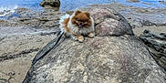 Pinky participe au concours pour gagner de l'argent avec cette photo : dog, pomeranian, fluffy, rock, outdoor, muddy_shore, water, small_dog, pet, animal, tongue_out, nature, leash, playful, fur, canine, landscape, daytime, wildlife, cute