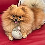 Pinky a rejoint le concours — aidez-le/la à gagner de superbes lots ! dog, pomeranian, fluffy, toy, stuffed_animal, couch, red_couch, pet, smiling, tongue_out, indoor, cute, small_dog, decorative_pillow, orange, fur, playful, animal, domestic_animal, happy