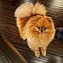 Pinky a rejoint le concours — aidez-le/la à gagner de superbes lots ! dog, pomeranian, fluffy, indoor, wooden_floor, pet, cute, small_dog, fur, animal, looking_up, domestic, companion, brown, adorable, indoor_lighting, floor, cozy, shoe, home