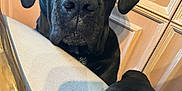 Pumba a rejoint le concours — aidez-le/la à gagner de superbes lots ! dog, black_dog, paw, chair, indoor, wooden_cabinet, pet, close_up, animal, canine, looking, waiting, expression, fur, ears, snout, home, domestic, companion, curious