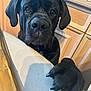 dog, black_dog, paw, chair, indoor, wooden_cabinet, pet, close_up, animal, canine, looking, waiting, expression, fur, ears, snout, home, domestic, companion, curious