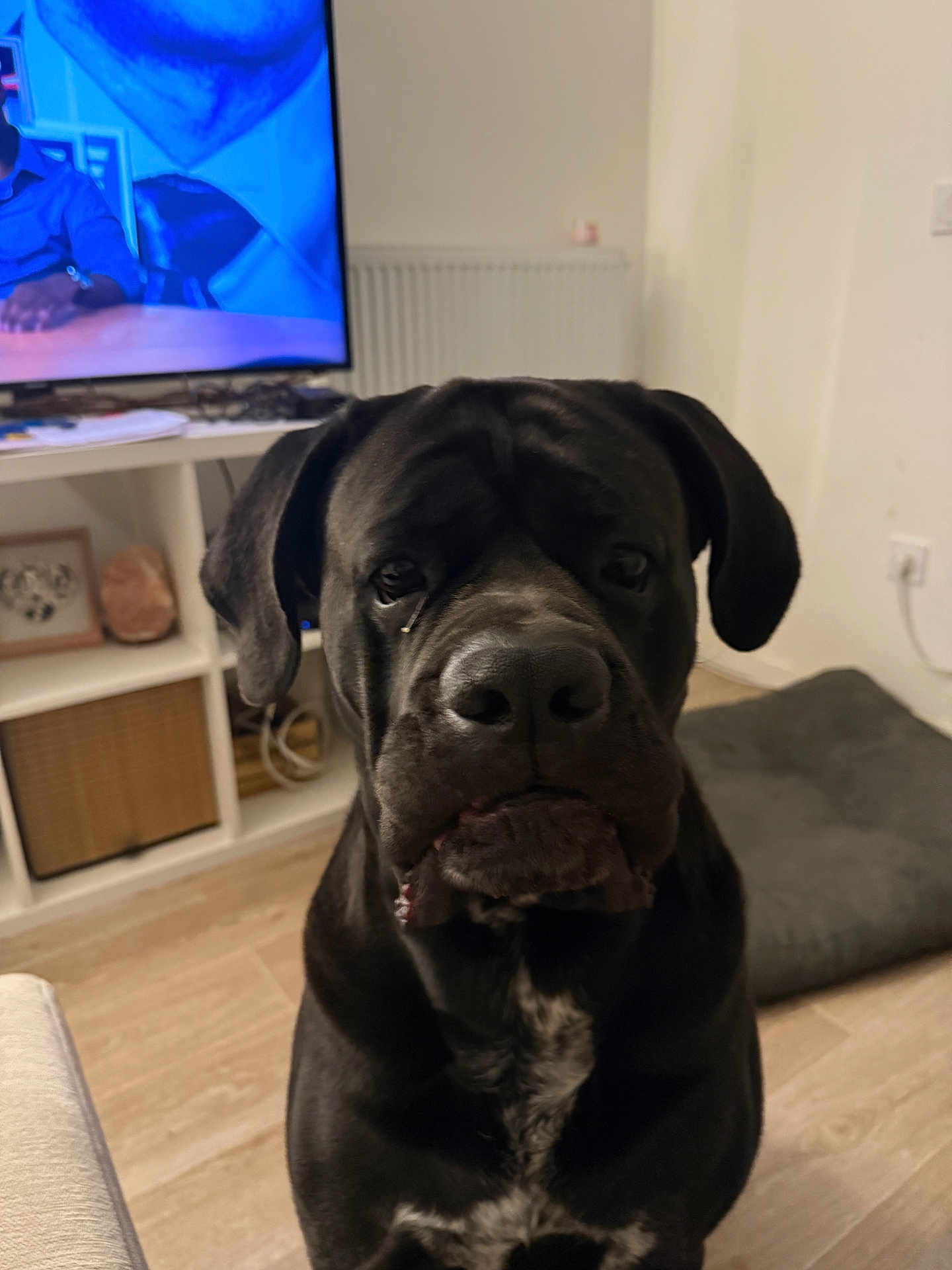 Pumba participe au concours pour gagner de l'argent avec cette photo : dog, black_dog, pet, indoor, living_room, television, furniture, shelving_unit, wooden_floor, dog_bed, white_patch, muzzle, ears, face, large_dog, floor, couch, home, animal, portrait