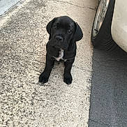 Pumba a rejoint le concours — aidez-le/la à gagner de superbes lots ! puppy, dog, black_dog, sitting, sidewalk, concrete, car_tire, outdoor, pet, young_dog, curious, animal, small_dog, street, pavement, white_patch, canine, closeup, young_puppy, attentive