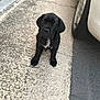 puppy, dog, black_dog, sitting, sidewalk, concrete, car_tire, outdoor, pet, young_dog, curious, animal, small_dog, street, pavement, white_patch, canine, closeup, young_puppy, attentive