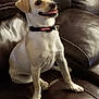 Bella is registered to the contest to win money with this photo: accessories, animal, architecture, armchair, beagle, building, canine, chair, chihuahua, couch, cushion, dog, furniture, homedecor, hound, labradorretriever, pet, pointer, puppy, strap