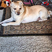 Bella joined the competition — help win amazing prizes! accessories, animal, ball, canine, chihuahua, dog, homedecor, hound, labradorretriever, leash, mat, pet, pug, puppy, rug, sport, tennis, tennisball, toy, whitedog