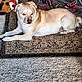 accessories, animal, ball, canine, chihuahua, dog, homedecor, hound, labradorretriever, leash, mat, pet, pug, puppy, rug, sport, tennis, tennisball, toy, whitedog
