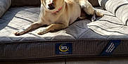 Bella joined the competition — help win amazing prizes! animal, canine, couch, dog, dogbed, furniture, hound, labradorretriever, pet, policedog, puppy