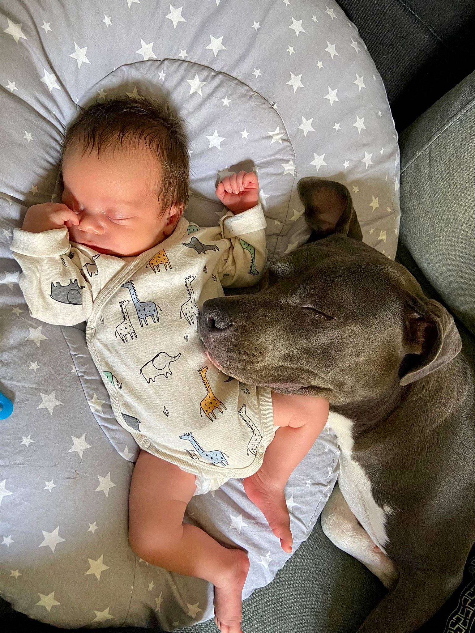 Thiam a rejoint le concours — aidez-le/la à gagner de superbes lots ! baby, baby_toddler_clothing, canidae, carnivore, child, circle, comfort, companion_dog, dog, dog_breed, ear, fawn, fun, happy, leisure, person, play, sitting, t_shirt, toddler