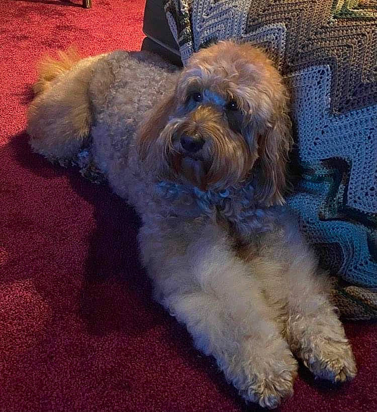 Duke is registered to the contest to win money with this photo: canidae, carnivore, catalan_sheepdog, companion_dog, dog, dog_breed, flooring, fur, maltepoo, non_sporting_group, schapendoes, small_terrier, snout, sporting_group, tail, terrier, toy_dog, water_dog, yorkipoo