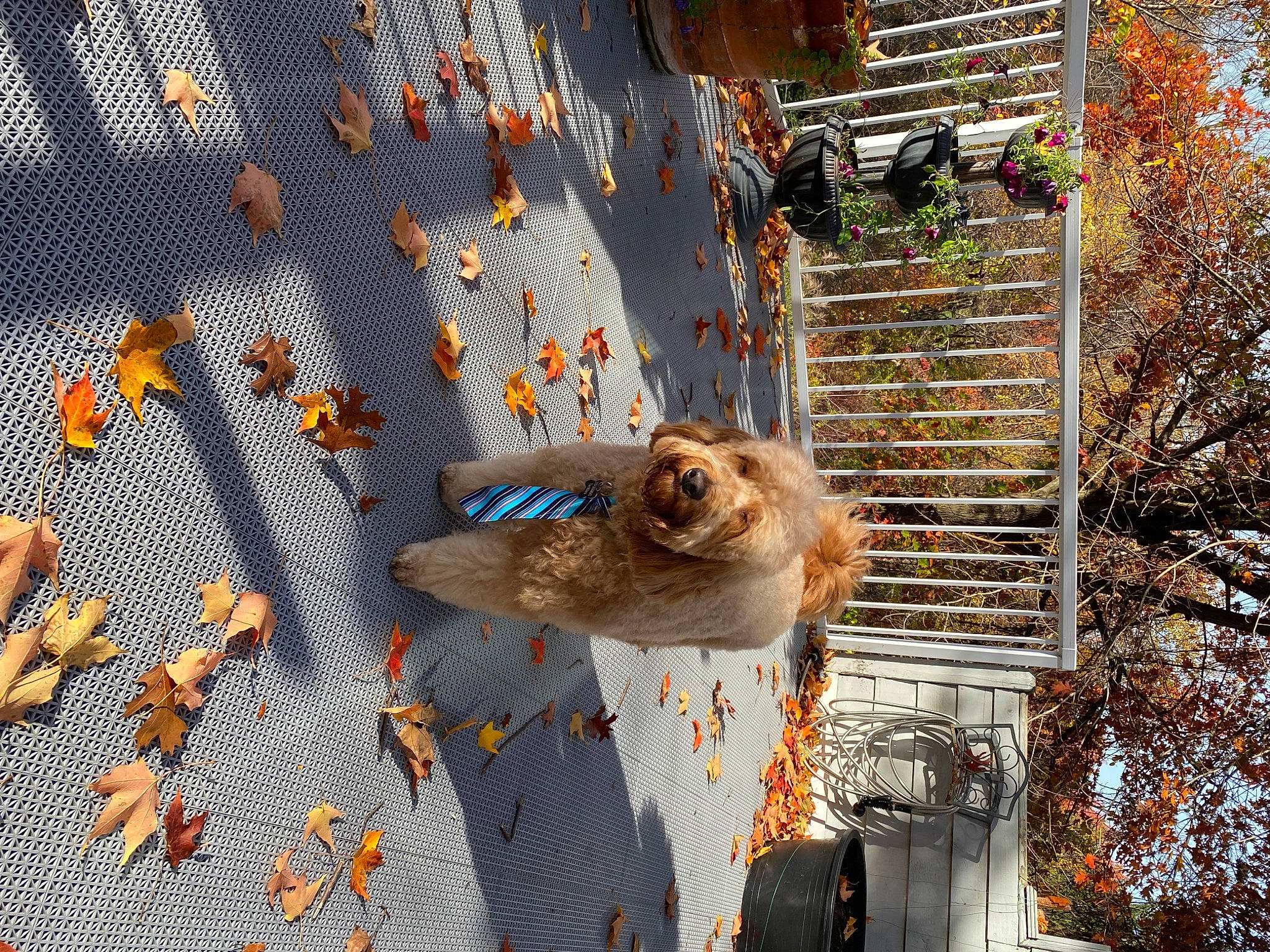 Duke is registered to the contest to win money with this photo: art, autumn, canidae, carnivore, companion_dog, dog, facade, fawn, grass, pattern, plant, plant_stem, reflection, road_surface, sporting_group, tree, twig, wildlife, winter, wood