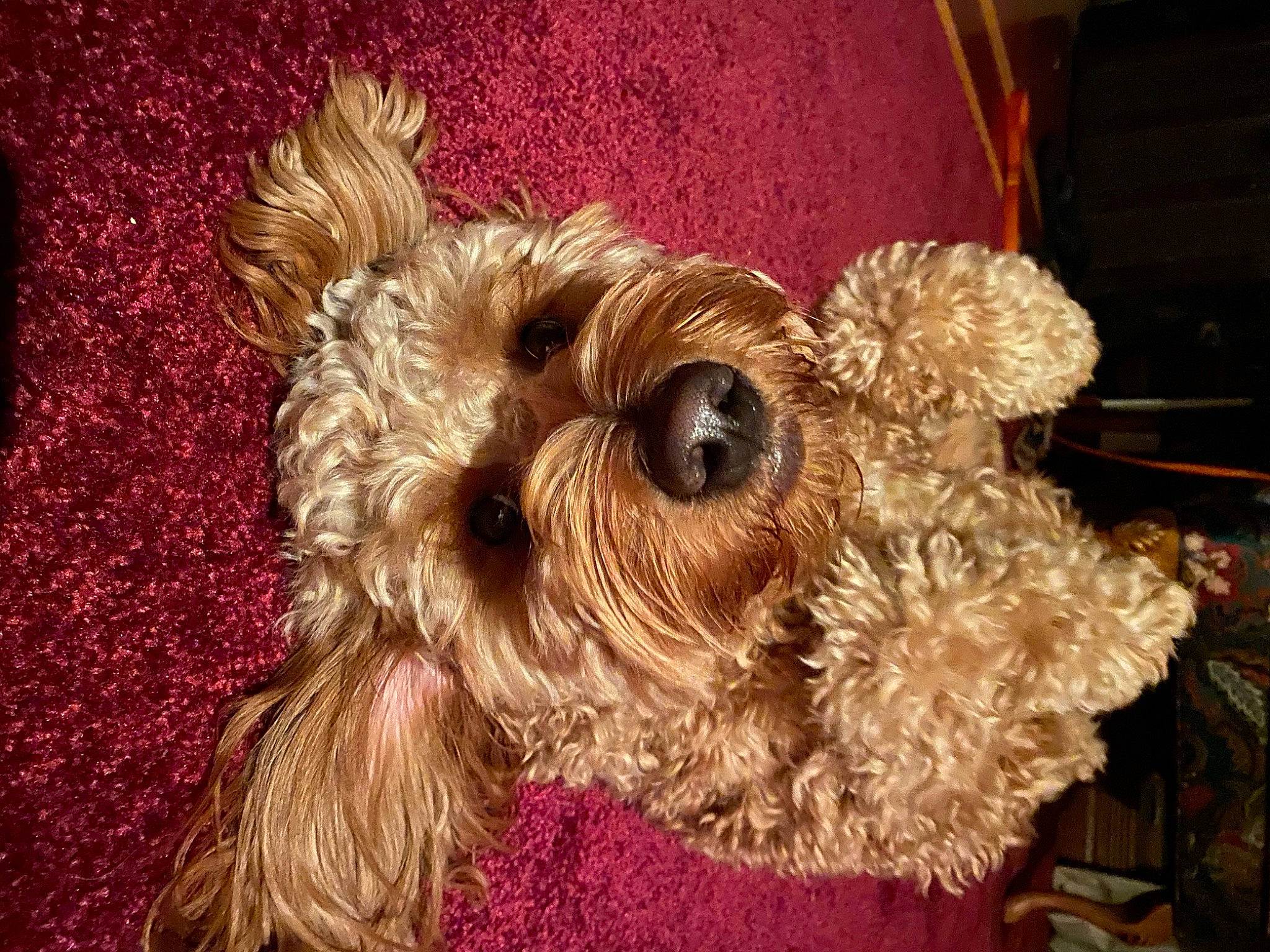 Duke joined the competition — help win amazing prizes! canidae, carnivore, companion_dog, dog, dog_breed, dog_clothes, dog_collar, dog_supply, fawn, fur, liver, maltepoo, non_sporting_group, pet_supply, small_terrier, snout, sporting_group, terrier, toy_dog, working_animal