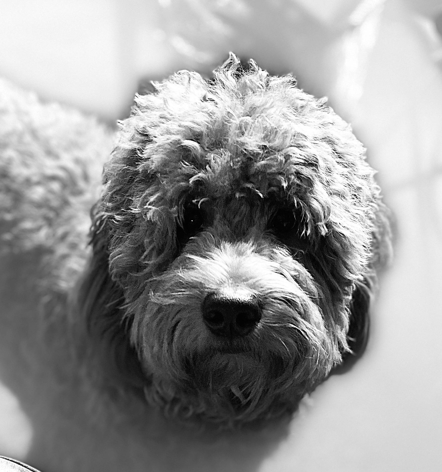 Duke is registered to the contest to win money with this photo: canidae, carnivore, companion_dog, dog, dog_breed, fur, labradoodle, monochrome, monochrome_photography, non_sporting_group, poodle, poodle_crossbreed, small_terrier, snout, sporting_group, terrier, toy_dog, water_dog, working_animal, yorkipoo